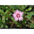 Asian garden indoesnisa Feathered Pink seeds flower seeds for growing